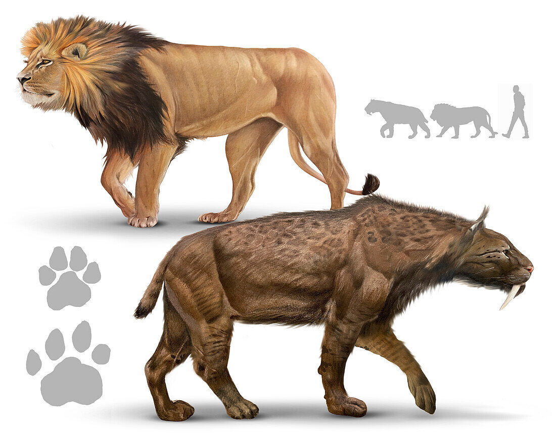 Smilodon compared to modern lion, illustration
