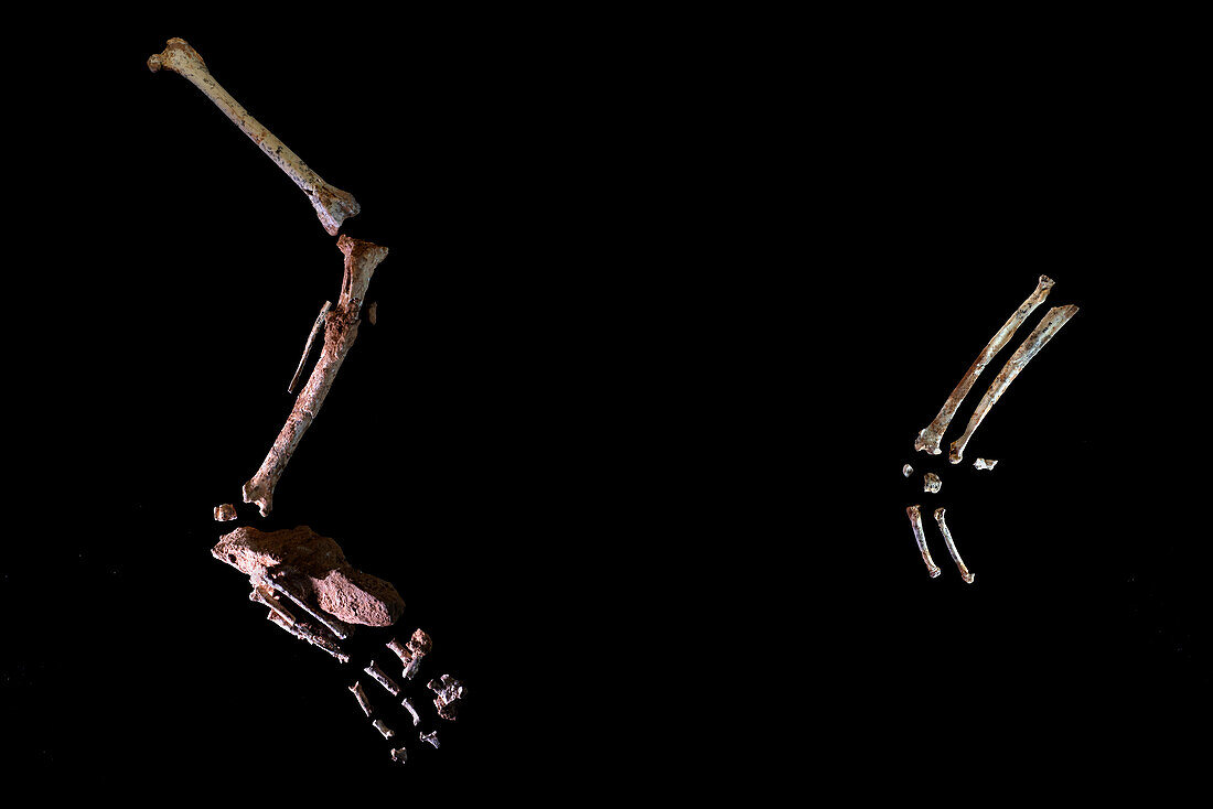 Prehistoric Iberian lynx partial skeleton