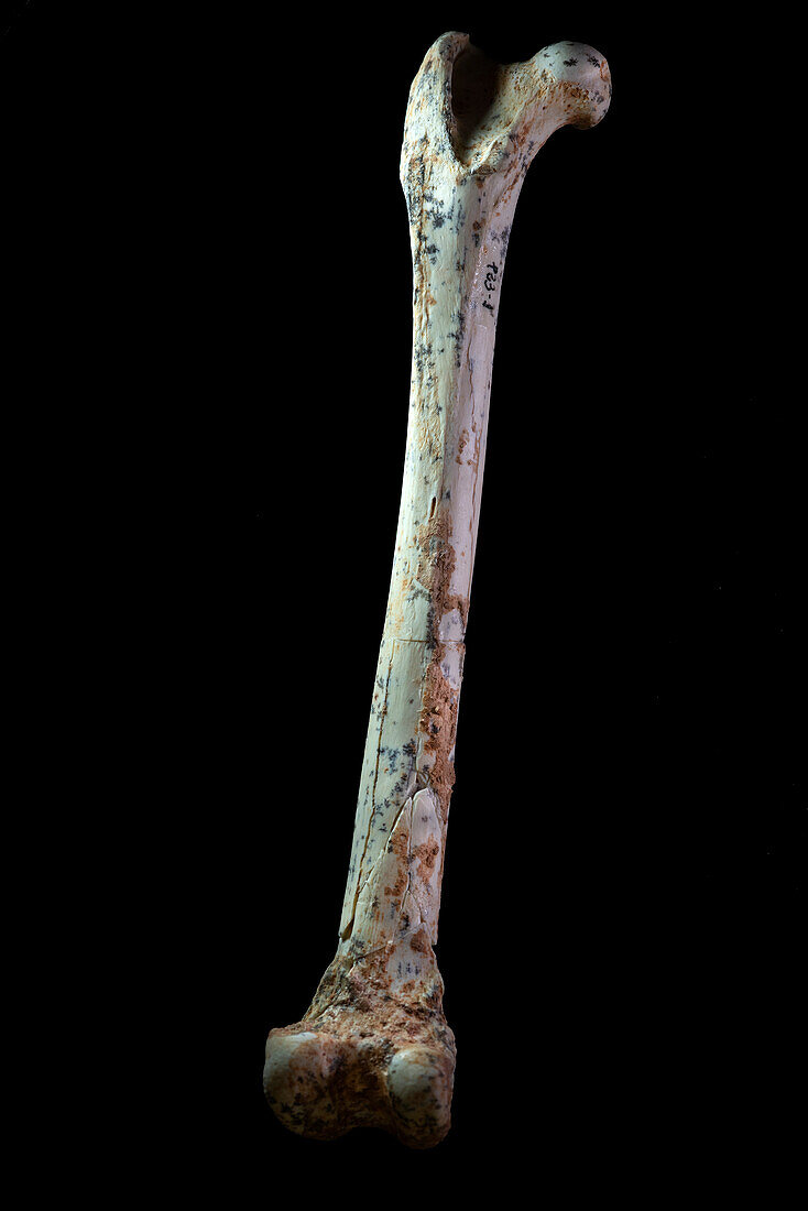 Prehistoric Iberian lynx thigh bone