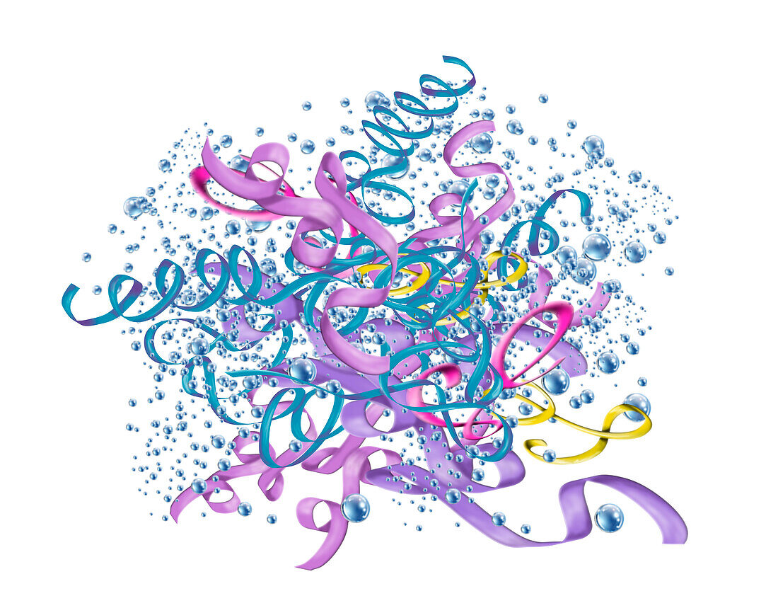 Haemoglobin, illustration