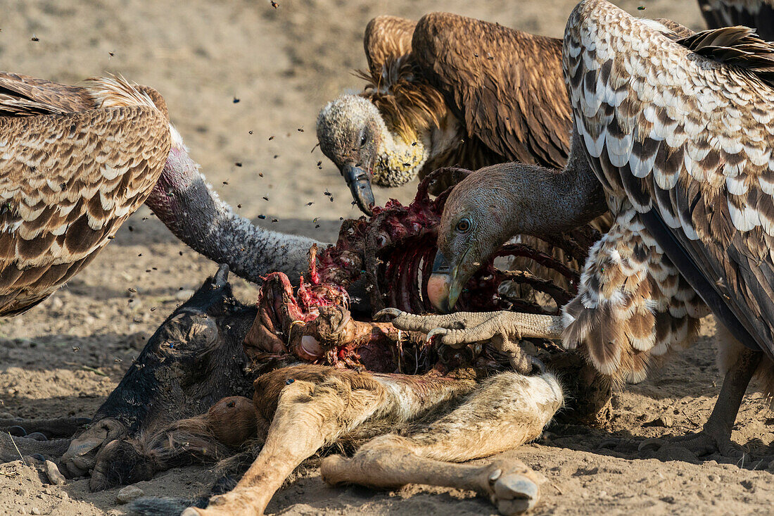 White-backed vultures feeding on wildebeest