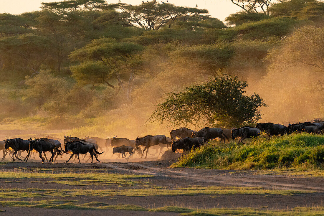 Blue wildebeest in dusty savannah