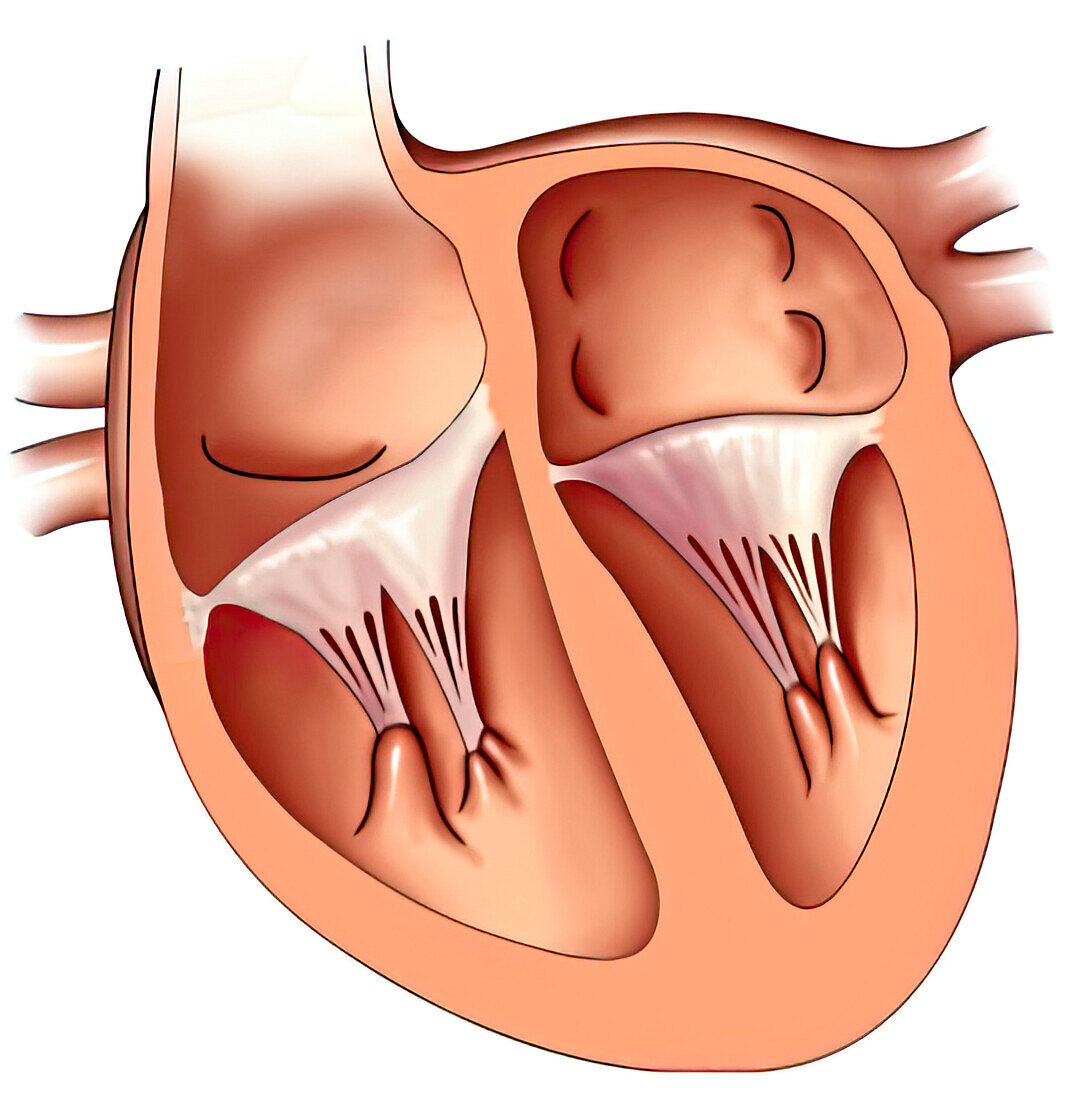 Interventricular valves, illustration