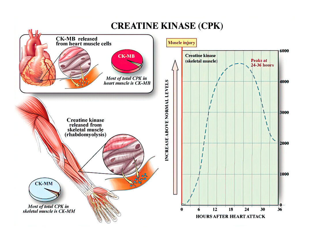 Creatine kinase enzyme, illustration