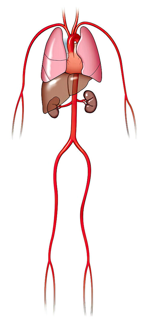 Arterial anatomy, illustration