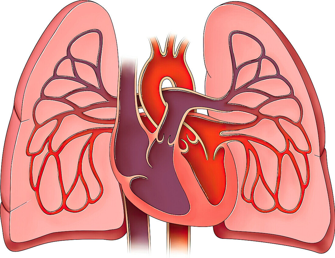 Heart and lungs, illustration