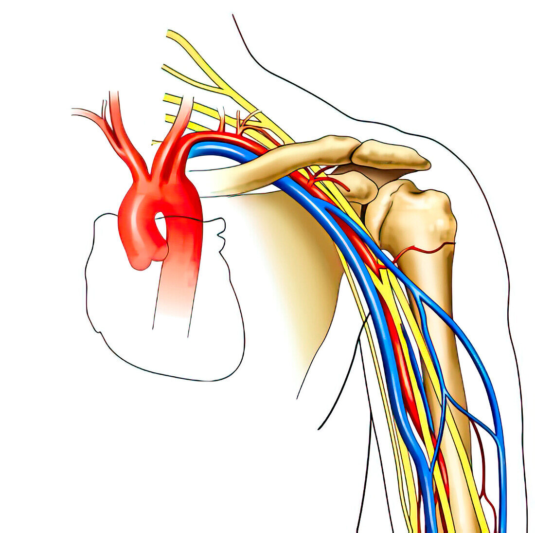 Heart, brachial plexus, illustration