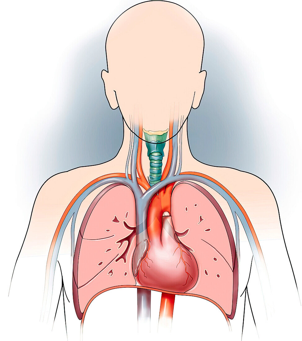 Thoracic anatomy, illustration