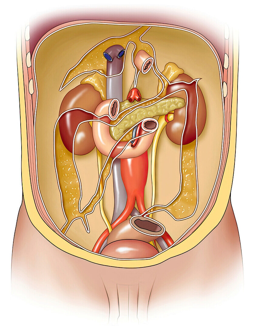 Abdominal aorta behind retroperitoneum, illustration