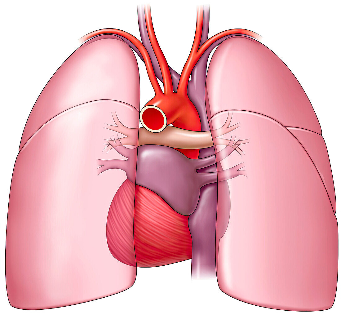 Heart and lungs, back view, illustration