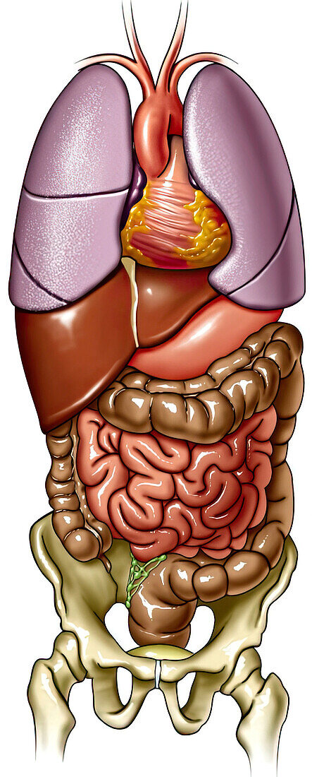Anatomy of thorax and abdomen, illustration