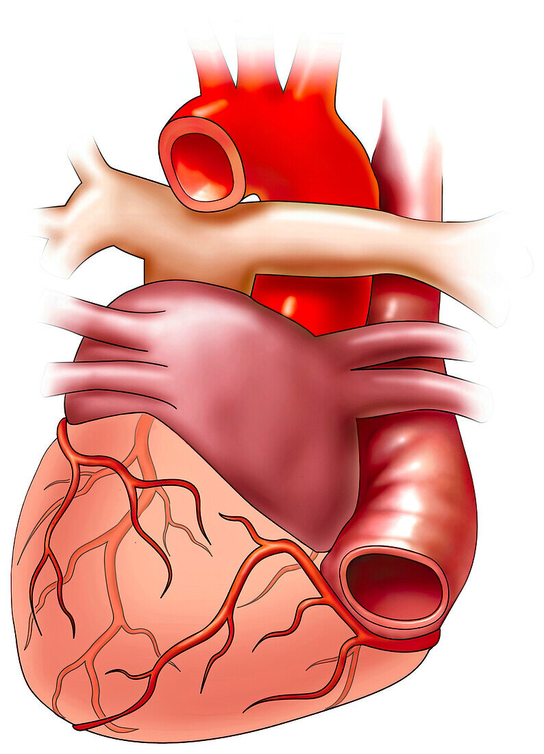 Posterior view of heart, illustration