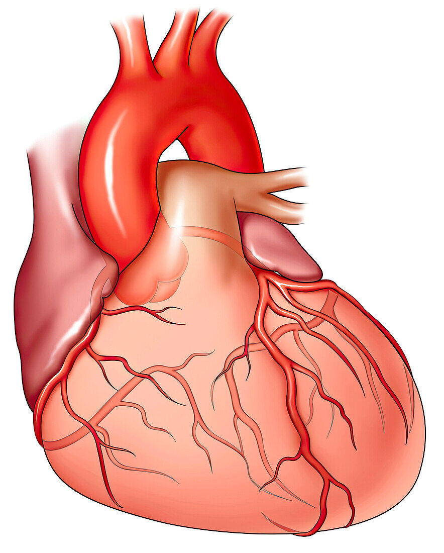 Anterior heart, illustration