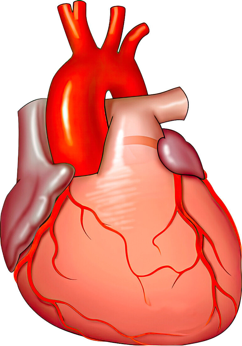 Heart and coronary arteries, illustration