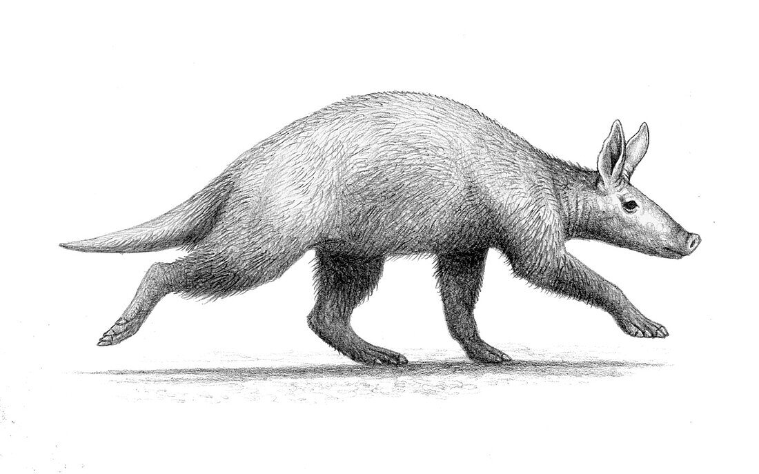 Prehistoric Leptorycteropus aardvark, illustration