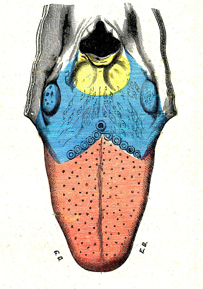 Tongue nerve map, illustration
