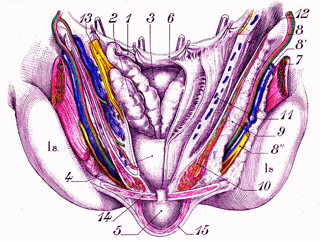 Ejaculatory system, illustration