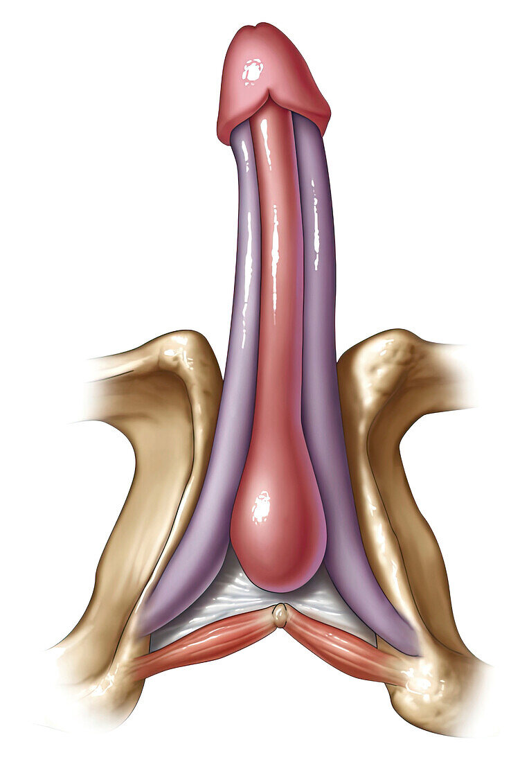 Erectile structures of penis, illustration