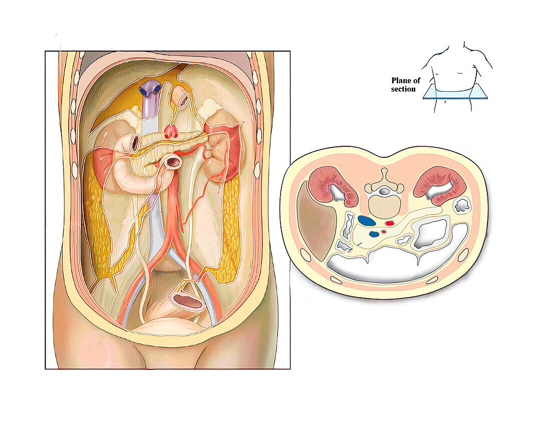Abdominal anatomy, illustration