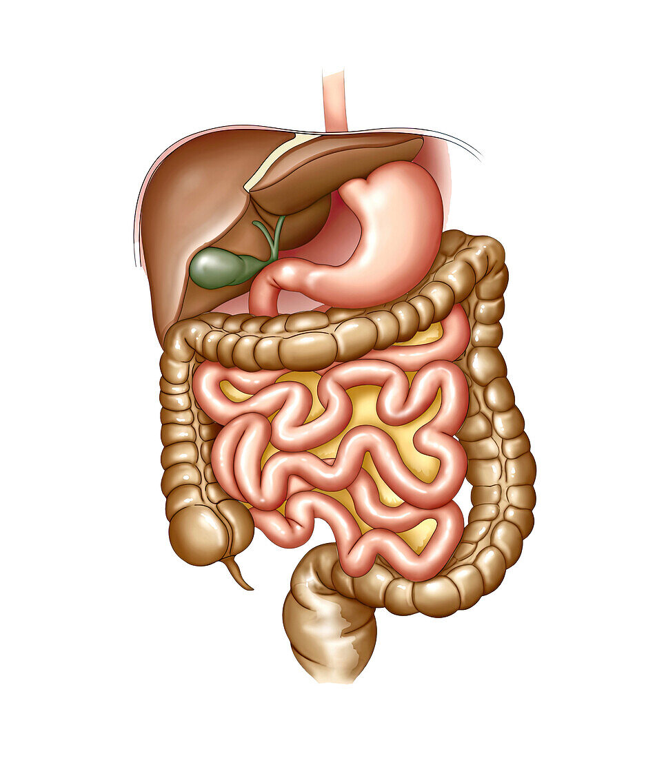 Gastrointestinal organs, illustration
