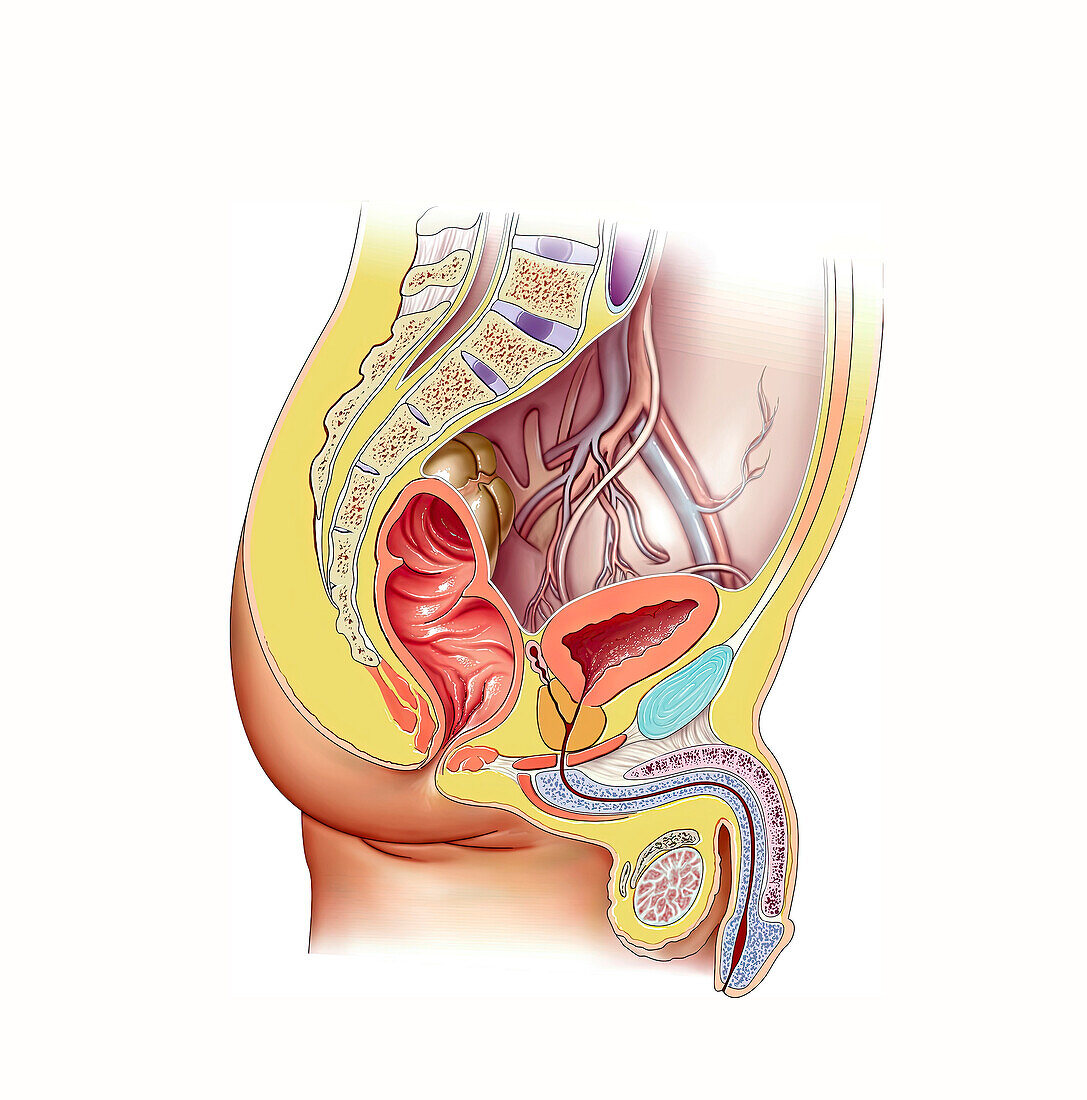 Male pelvic anatomy, illustration