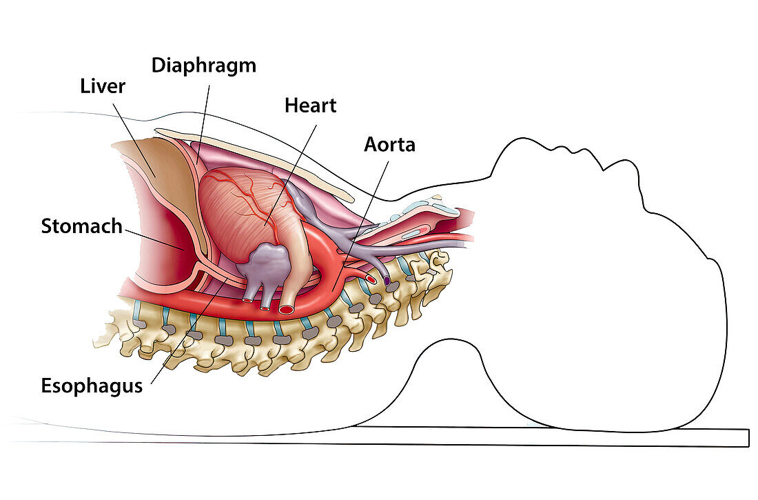 Anatomy in supine position, illustration