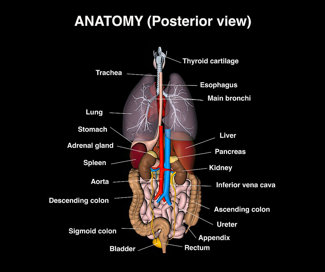 Anatomy, illustration