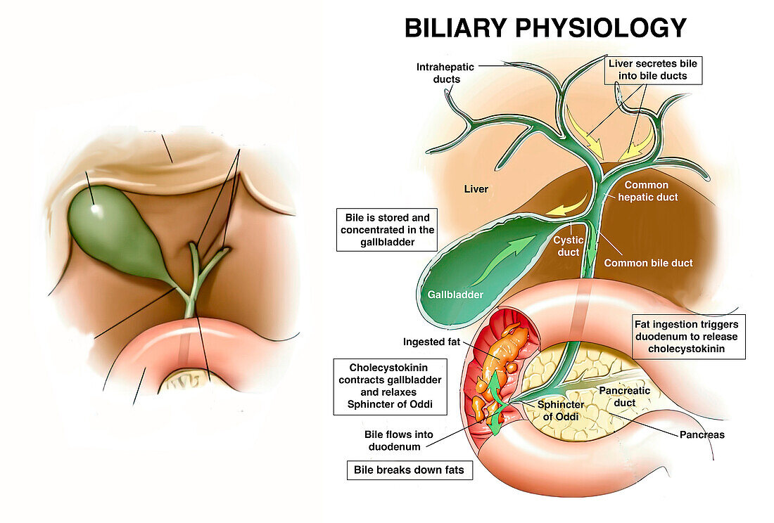 Biliary physiology, illustration