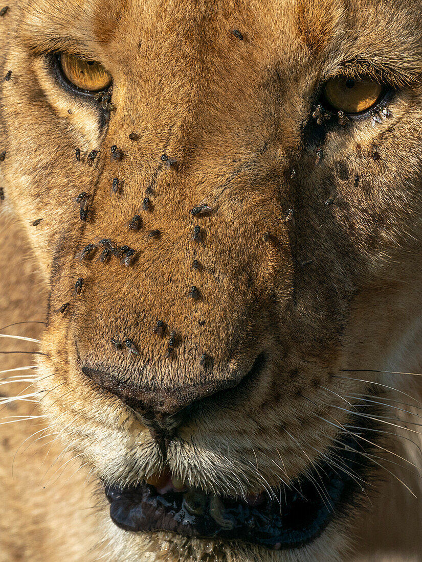 Flies and ticks on African lioness
