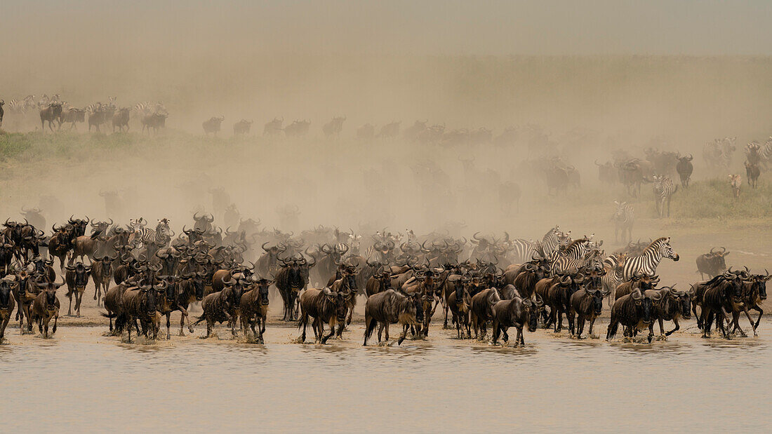 Plains zebras and blue wildebeest running to waterhole