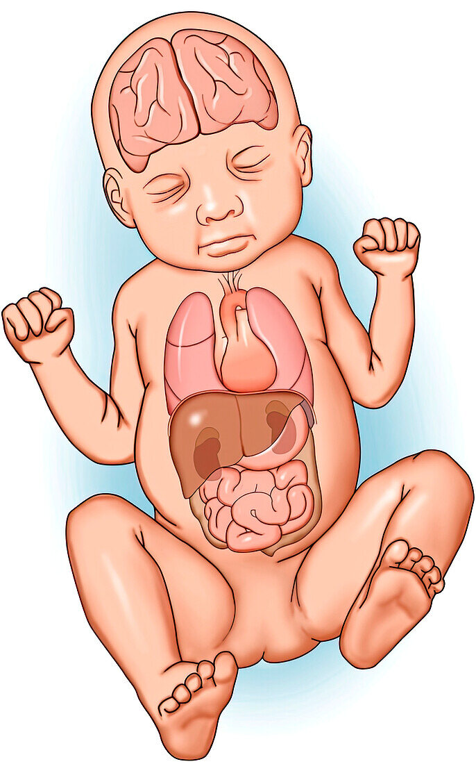 Newborn showing major organs, illustration