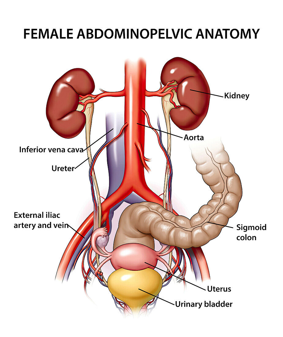 Female abdominopelvic anatomy, illustration