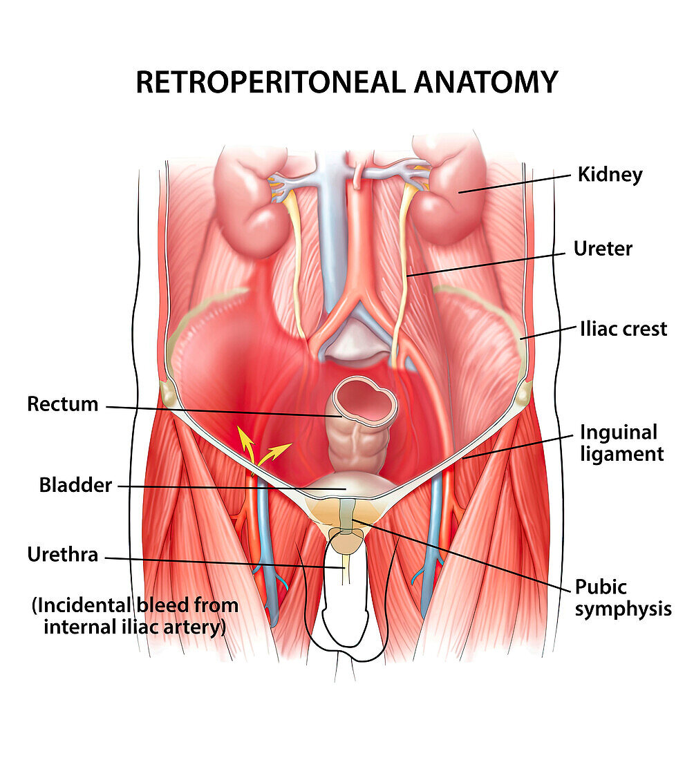 Retroperitoneal anatomy, illustration