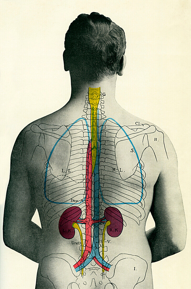 Topography of the kidneys, illustration