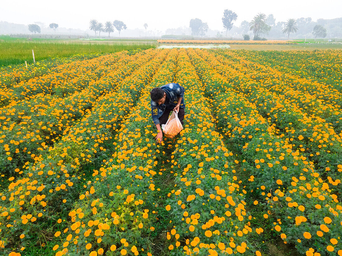 Farmer collecting marigold flowers, Jessore, Bangladesh