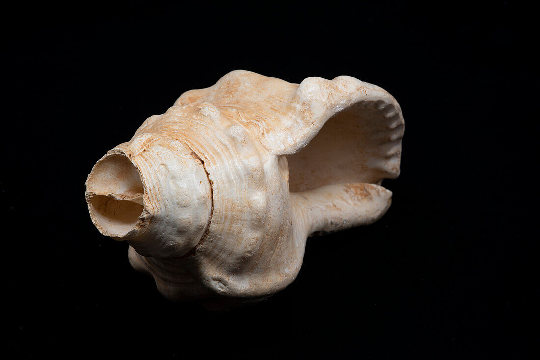 Prehistoric sea snail shell