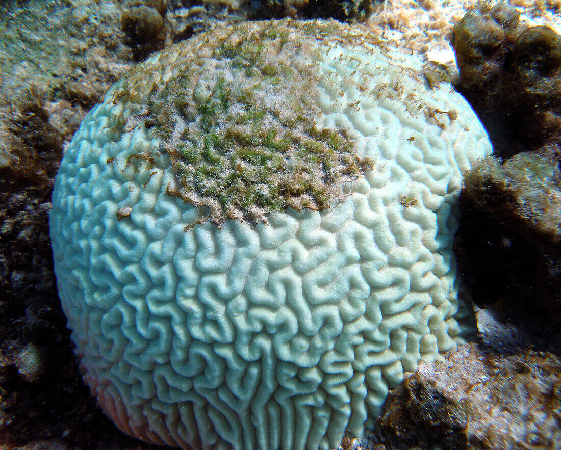 Bleached brain coral