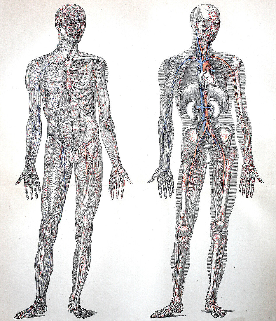 Human circulation, 19th century illustration