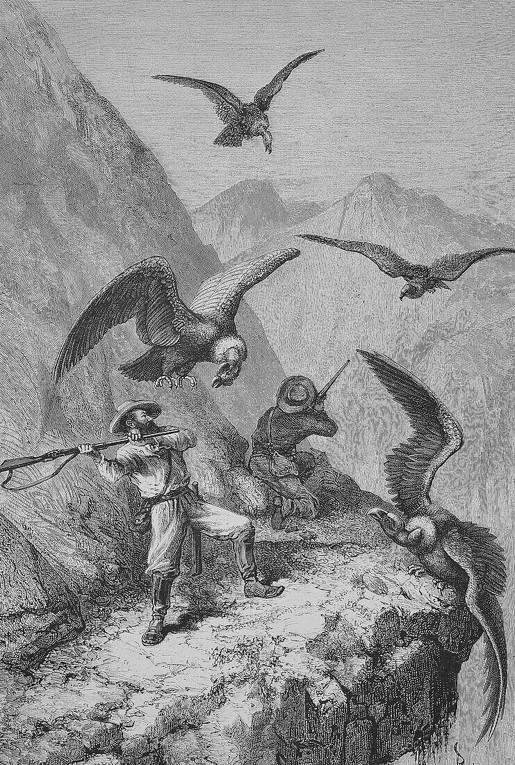 Hunters fighting condors, 19th century illustration