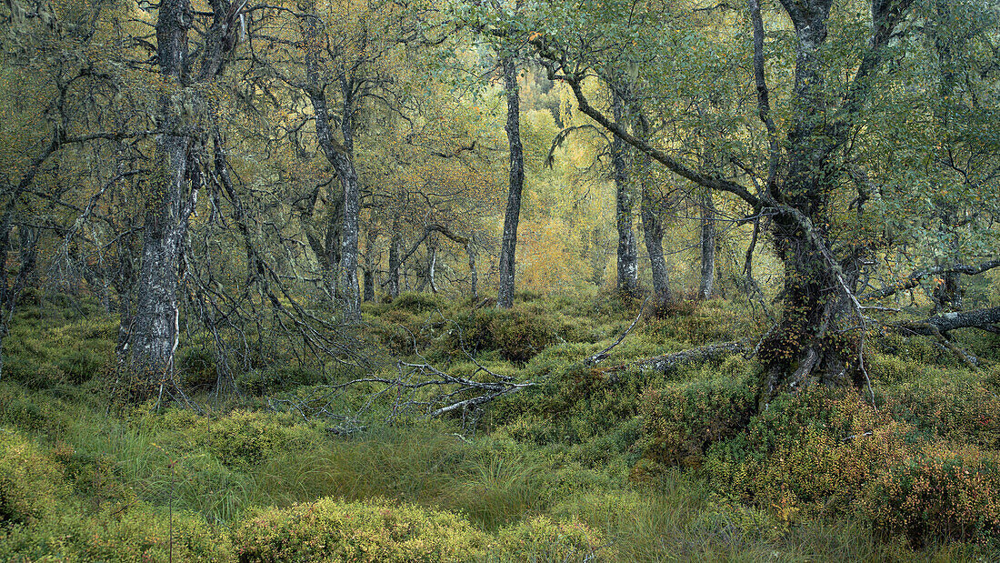 Upland birch (Betula sp.) woodland in autumn