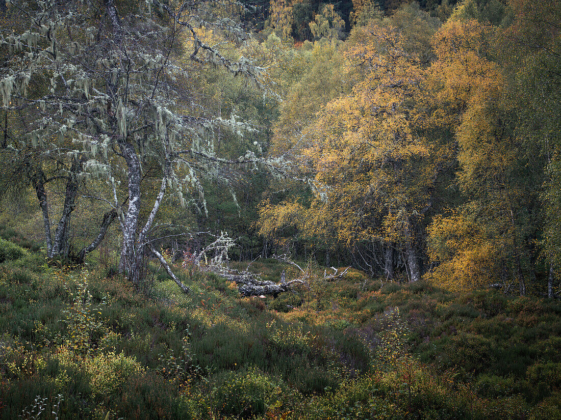 Upland birch (Betula sp.) woodland in autumn