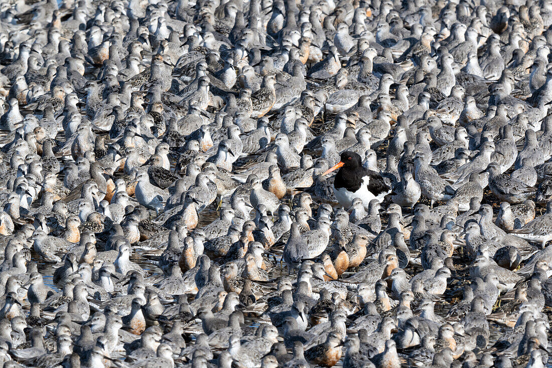 Flock of knot on ground