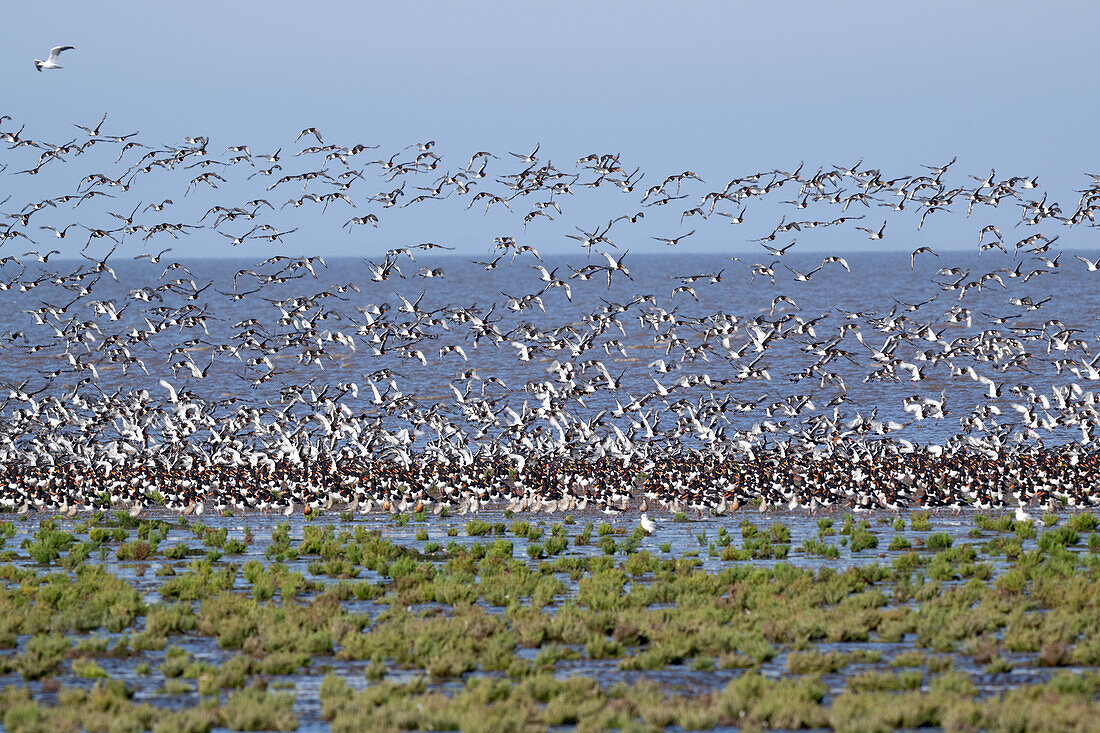 Flock of oystercatchers