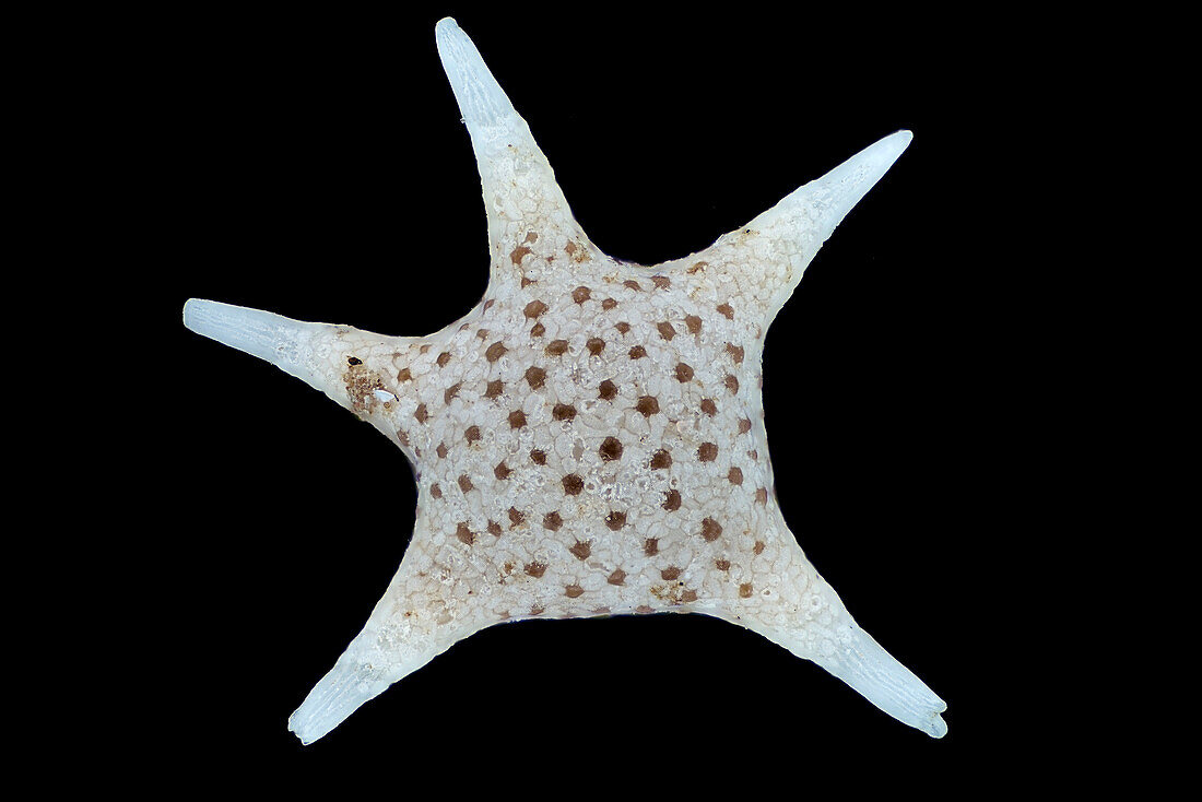 Marine protozoan shell, macrophotograph