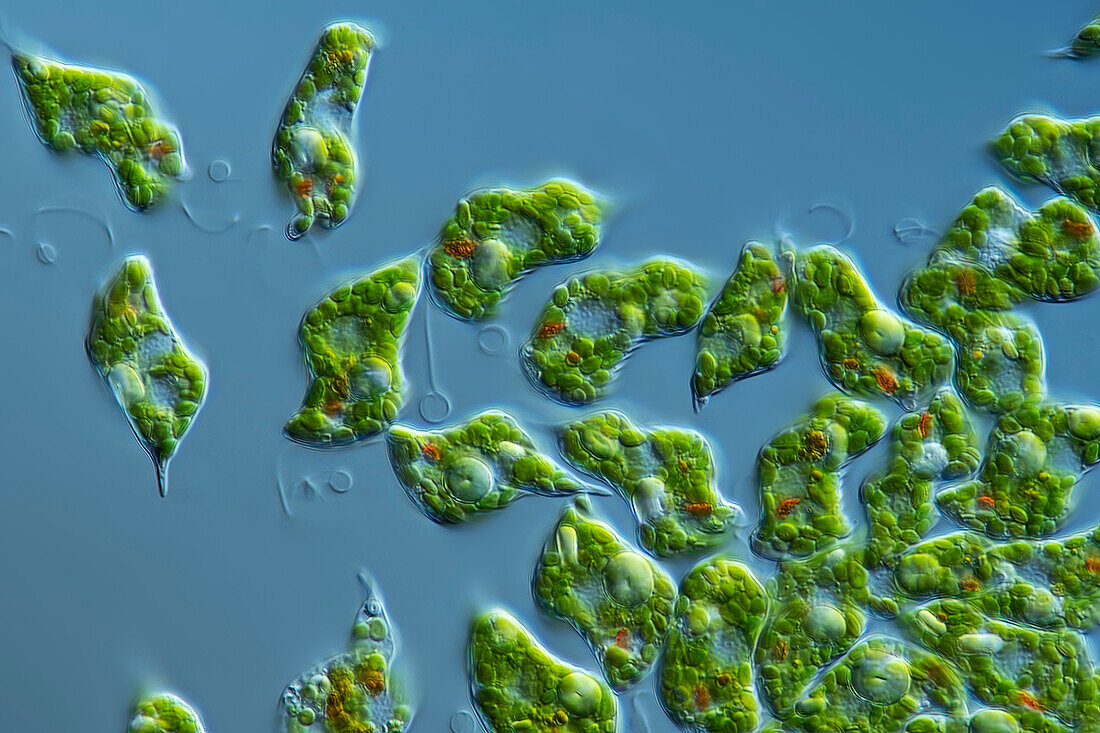 Algae, light micrograph