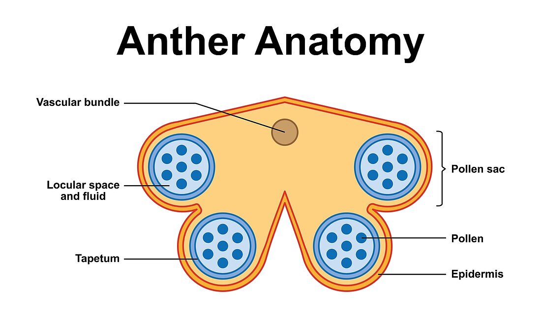 Anther structure, illustration