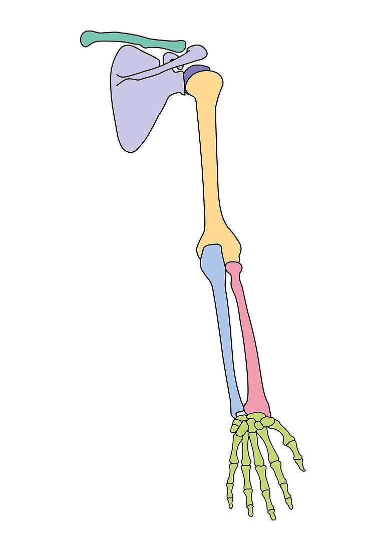 Human arm anatomy, illustration