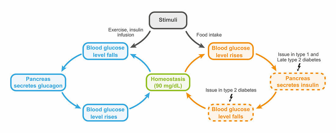 Blood sugar regulation, illustration