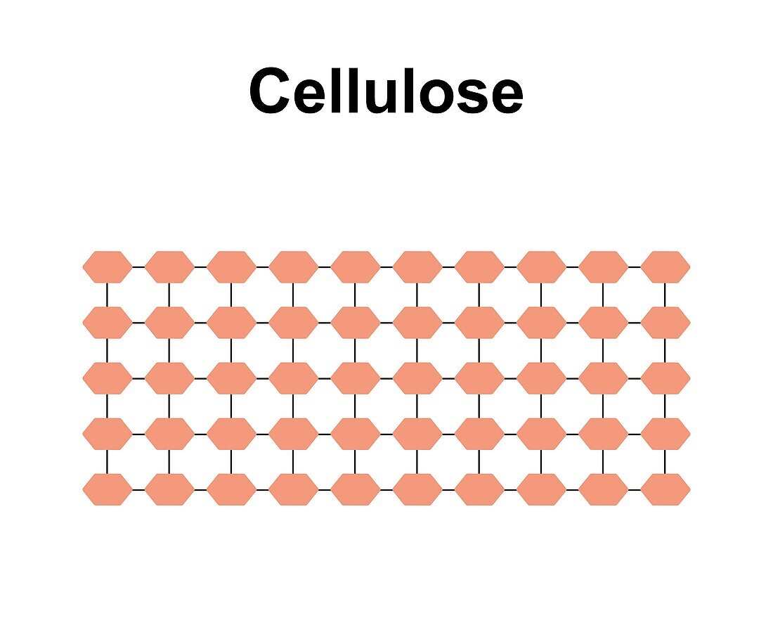 Cellulose sugar molecule, illustration