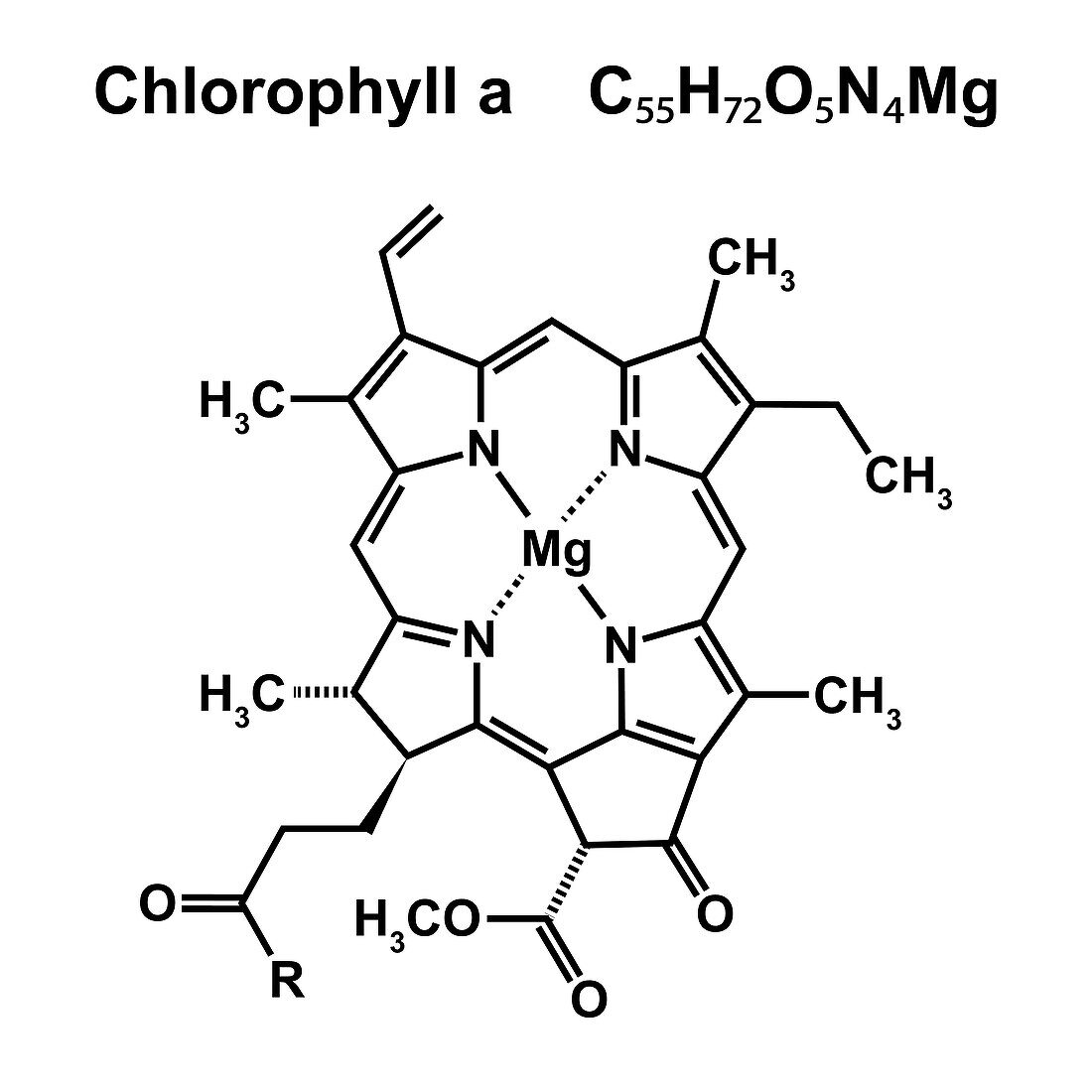 Chlorophyll a chemical structure, illustration.